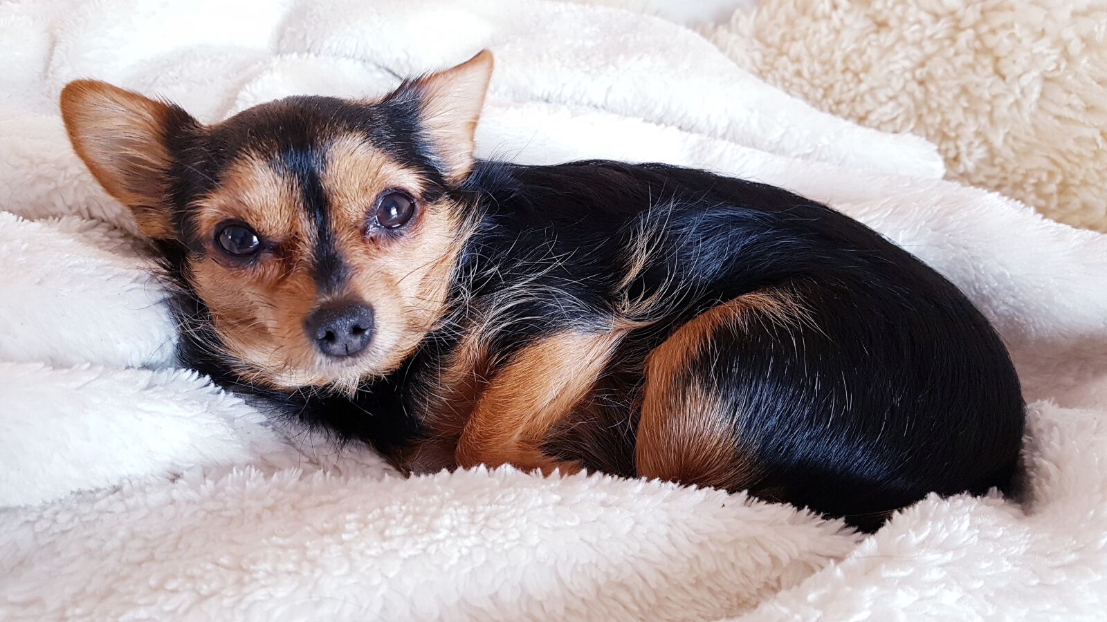 Samsung Galaxy S7 Edge sample photo. Dog, cuddly, cozy photography