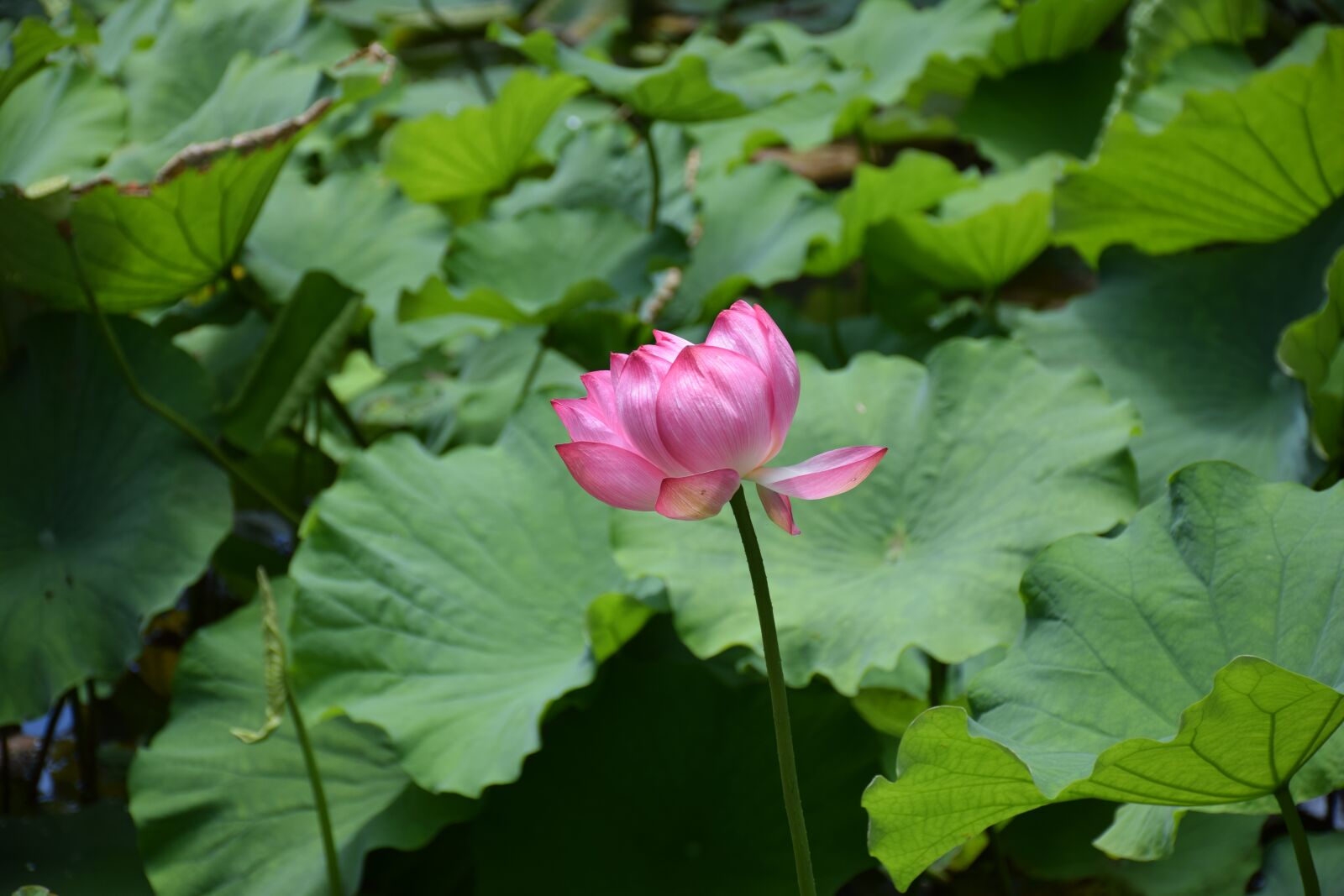 Nikon D5300 sample photo. Flower, lily, water photography