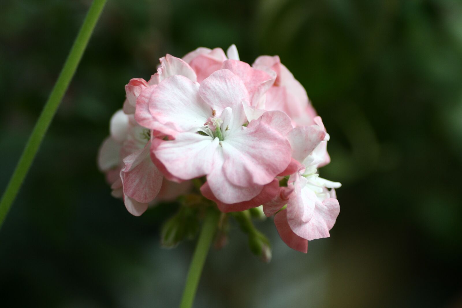 Canon EOS 350D (EOS Digital Rebel XT / EOS Kiss Digital N) sample photo. Geranium, flowers photography