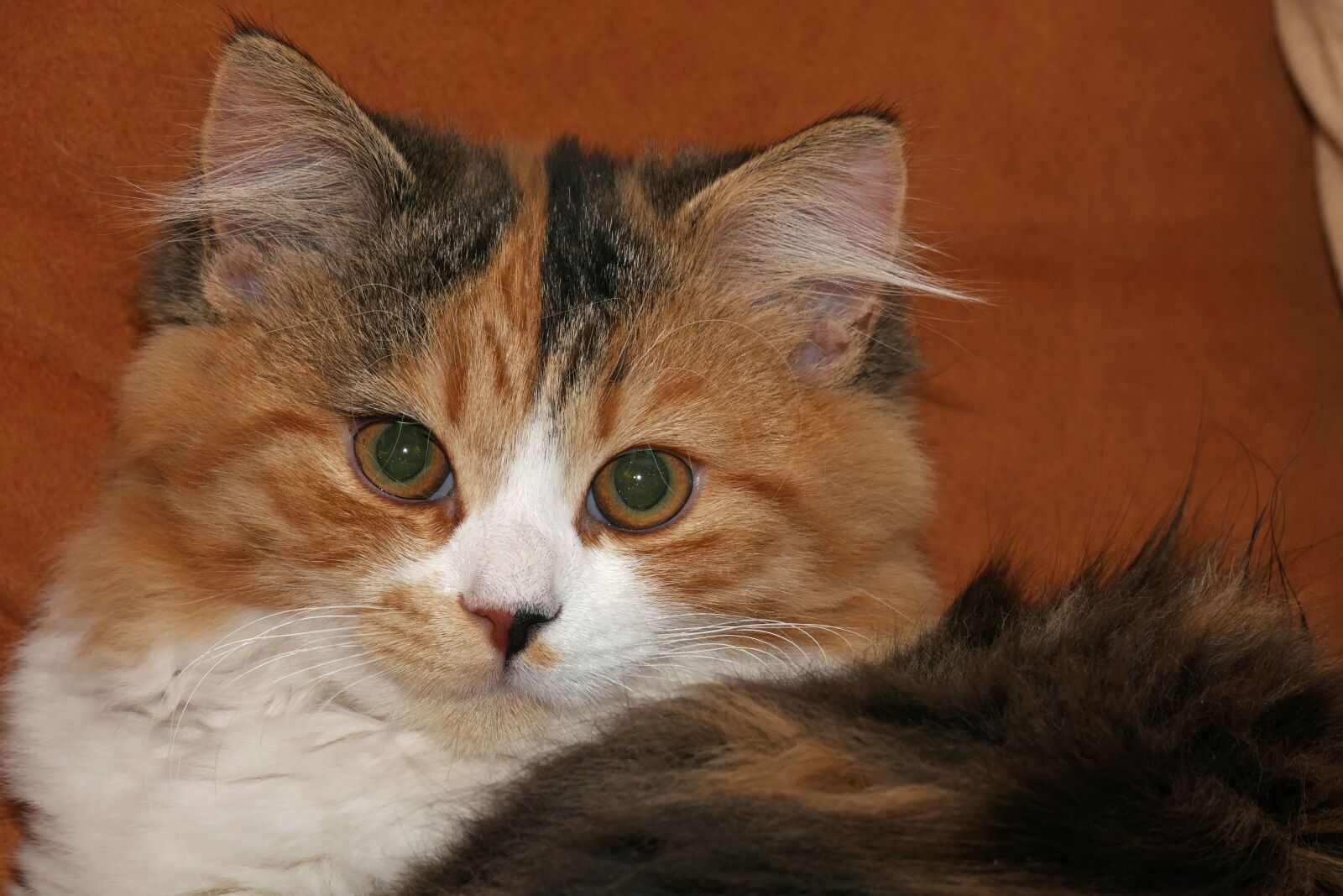 Panasonic Lumix DMC-FZ1000 sample photo. Cat, pet, domestic cat photography