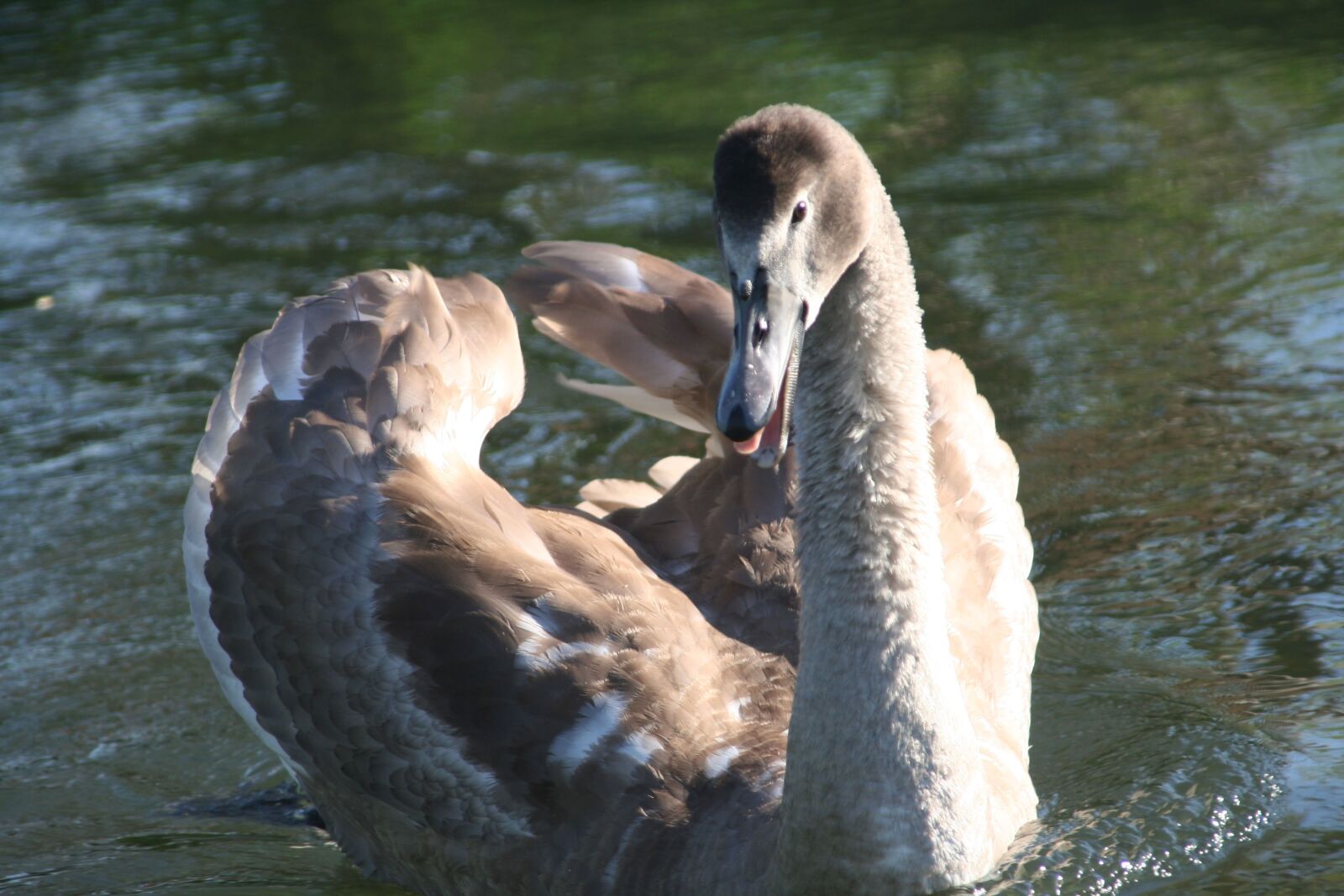 Canon EOS 350D (EOS Digital Rebel XT / EOS Kiss Digital N) sample photo. Swan, young, pen photography