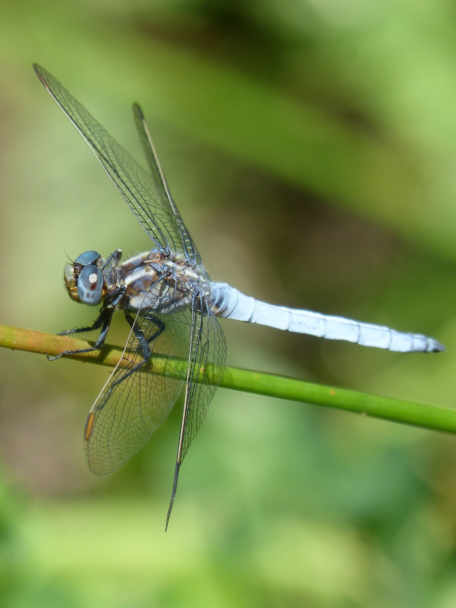 Panasonic DMC-FZ62 sample photo. Blue dragonfly, branch, greenery photography