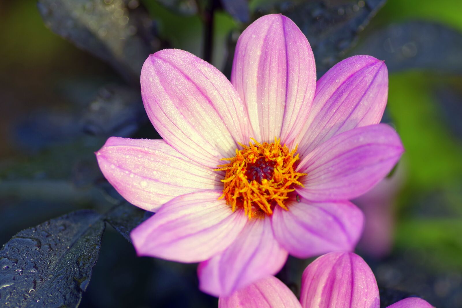 Pentax K-S2 sample photo. Flower, white flakes, white photography