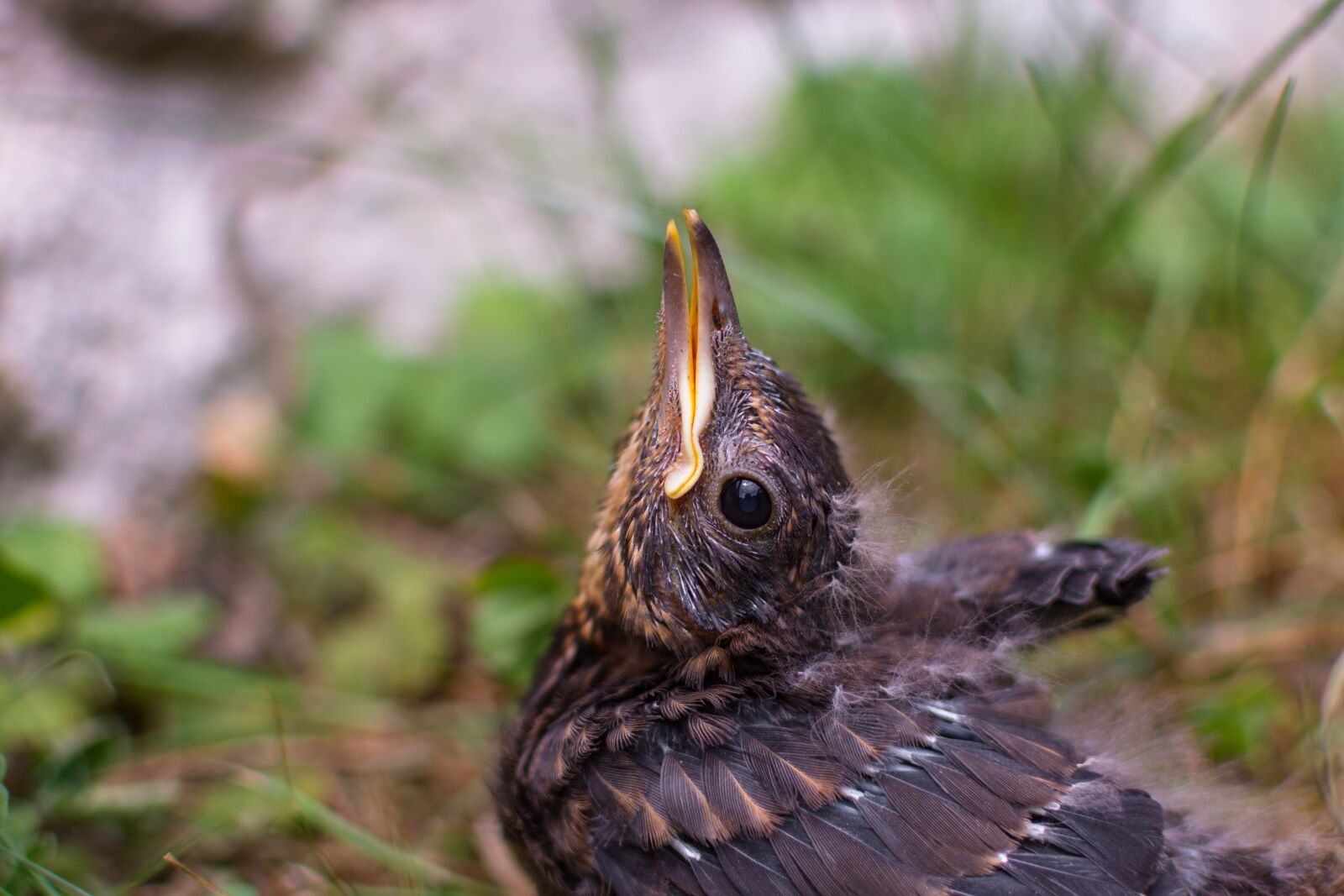 Nikon D7200 sample photo. Blackbird, chicken, bird photography