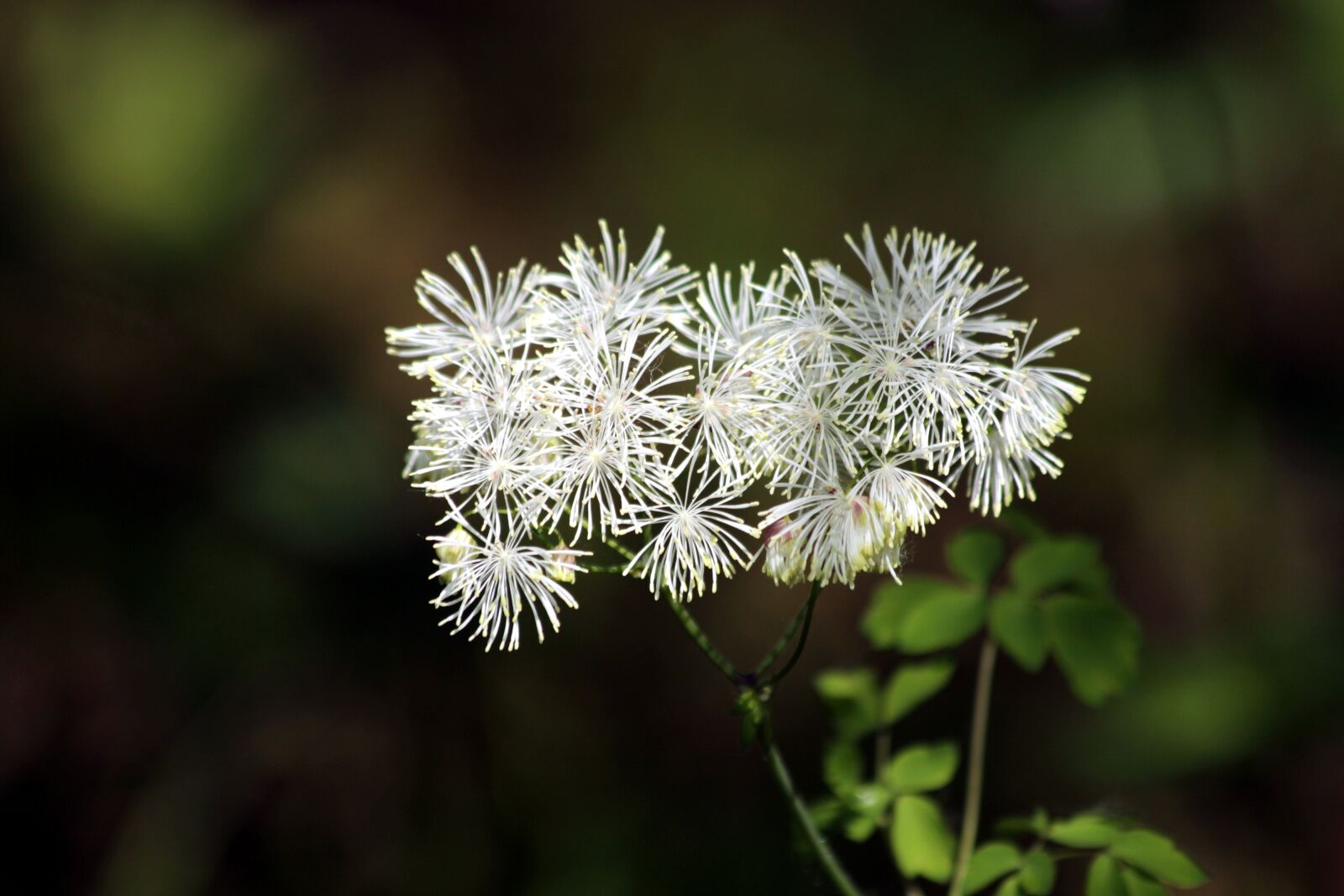 Canon EOS 650D (EOS Rebel T4i / EOS Kiss X6i) sample photo. Flowers, bloom, grass photography