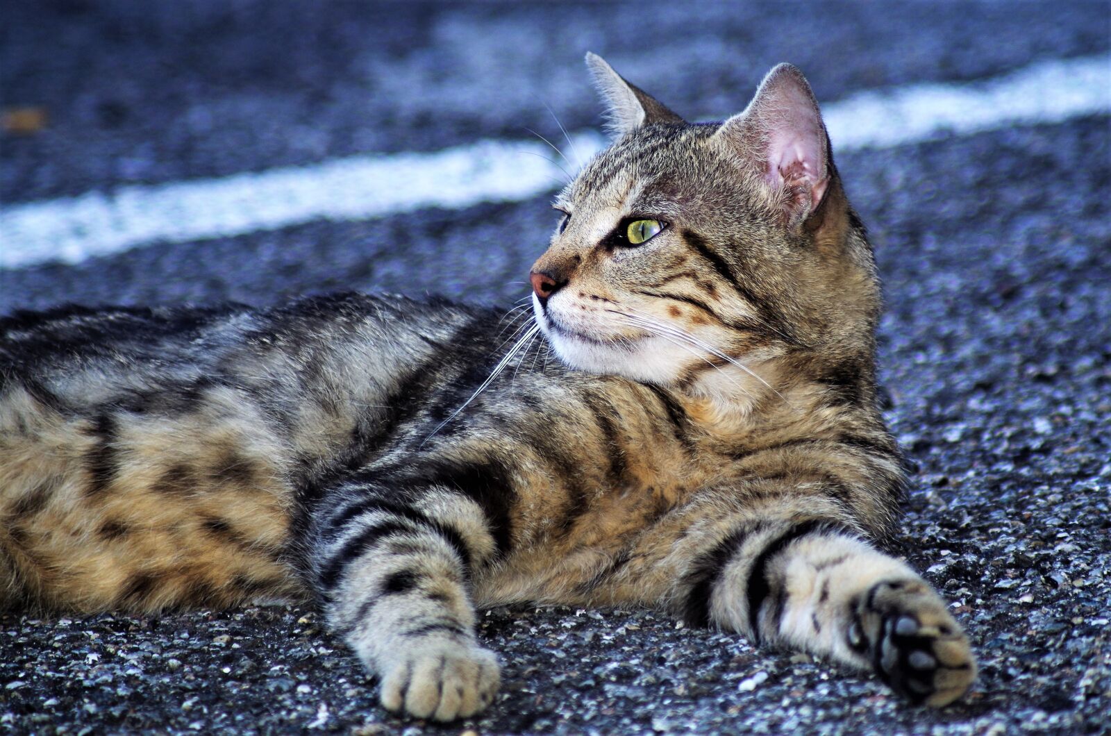 Pentax K-50 sample photo. Cat, cat european, calico photography