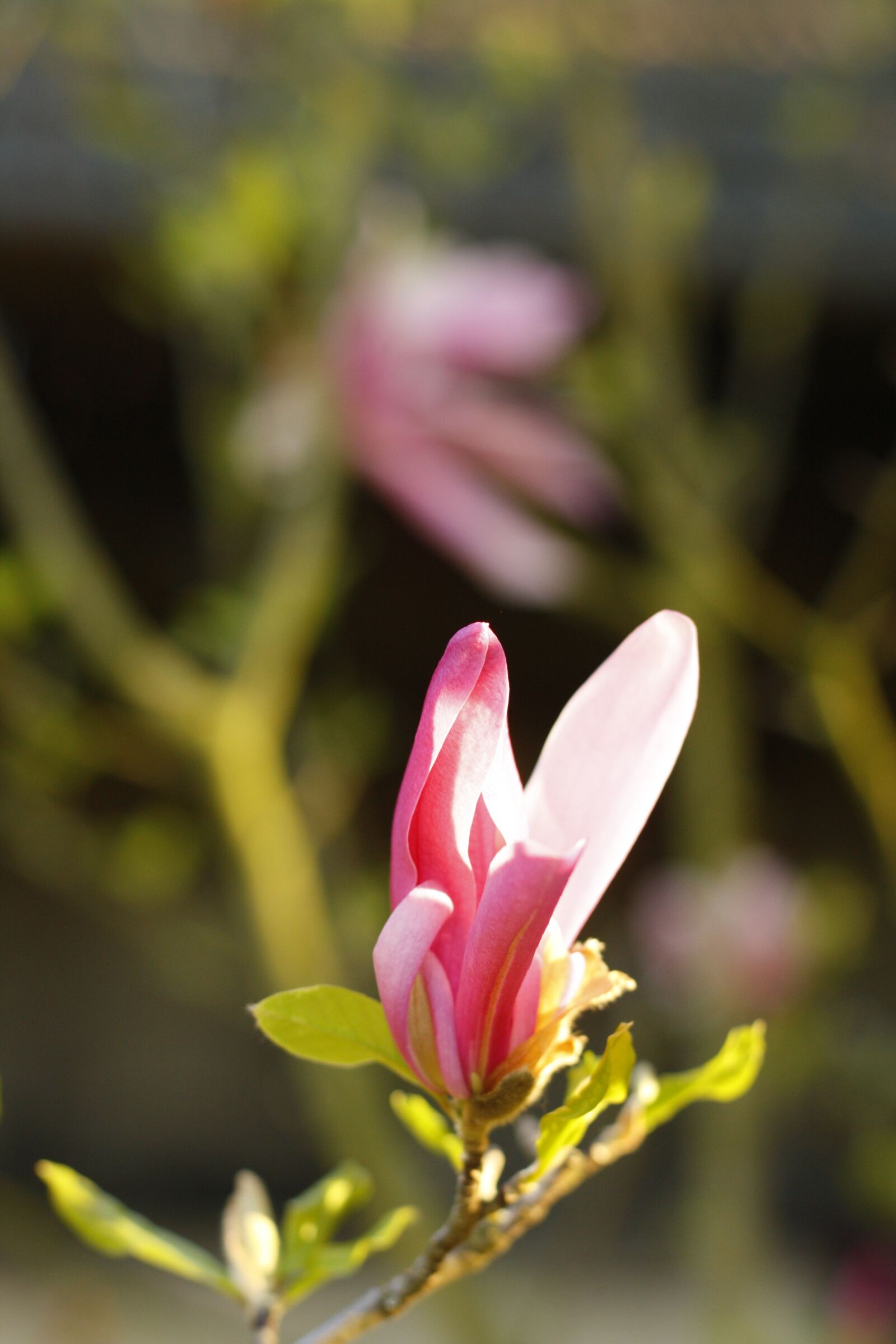 Canon EOS 1000D (EOS Digital Rebel XS / EOS Kiss F) sample photo. The flower of magnolia photography