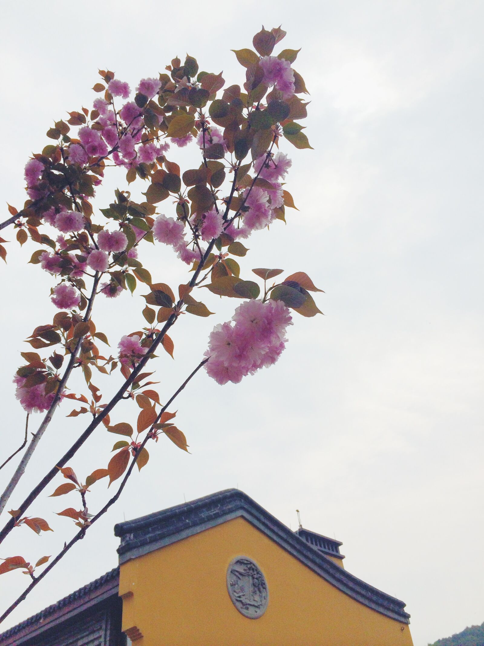 iPhone 5s back camera 4.12mm f/2.2 sample photo. Flower, temple, buddhism photography