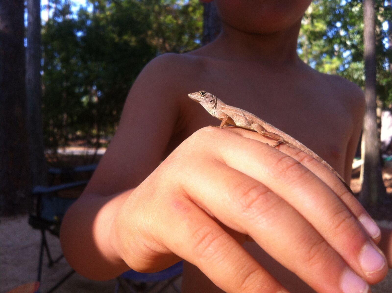 Apple iPhone 4 sample photo. Lizard, hand, florida photography
