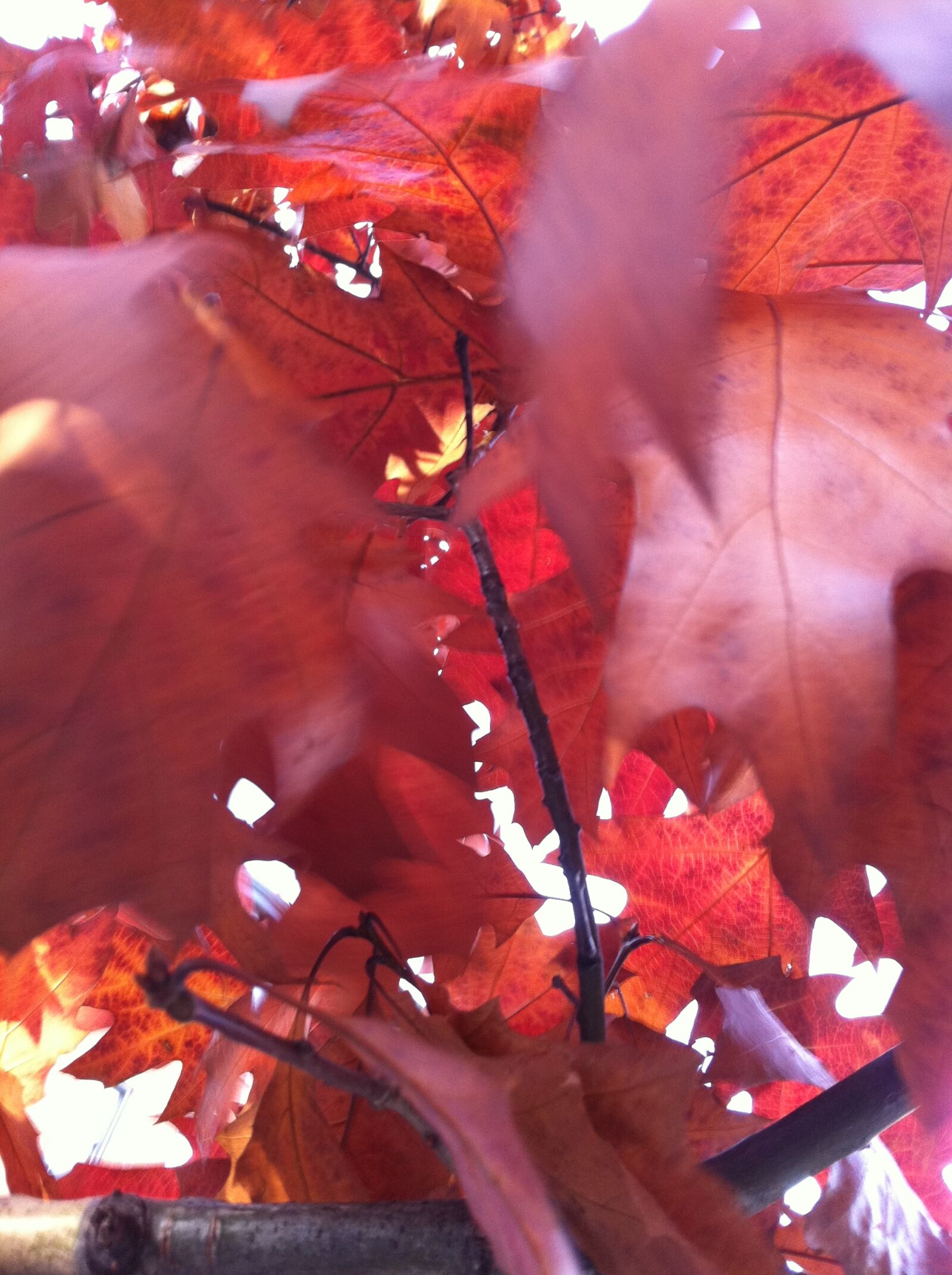 Apple iPhone 4 sample photo
