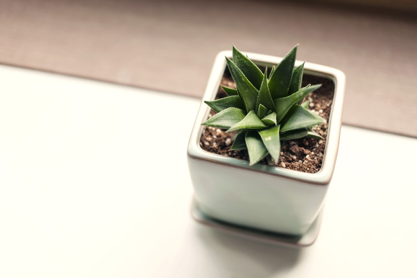 Canon EOS 5D sample photo. Leaf, plants, potted plant photography