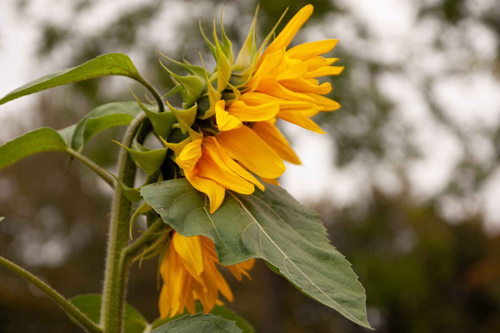Canon EOS 450D (EOS Rebel XSi / EOS Kiss X2) sample photo. Plant, flower, sunflower photography