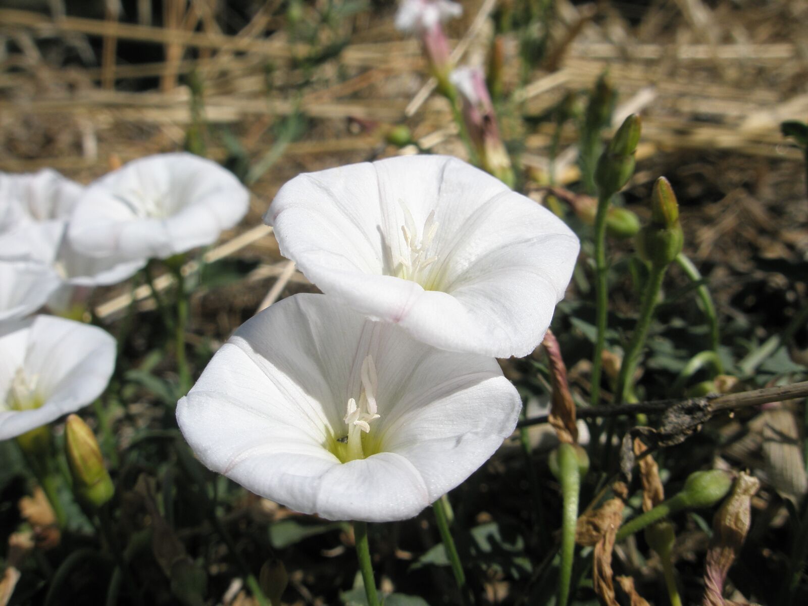 Olympus u820,S820 sample photo. Flowers, garden, white photography