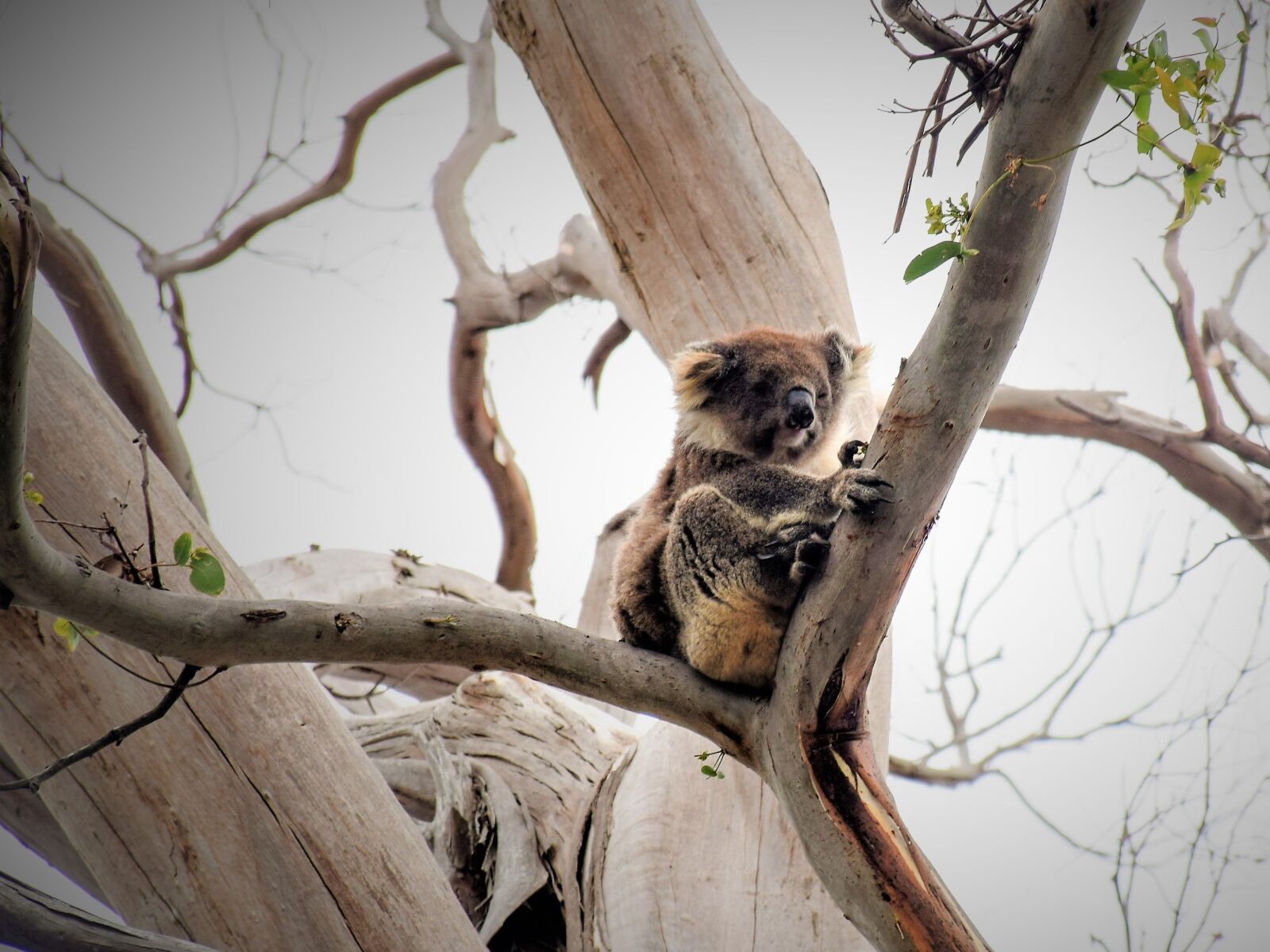 Nikon D5300 sample photo. Animal, animal, photography, animal photography