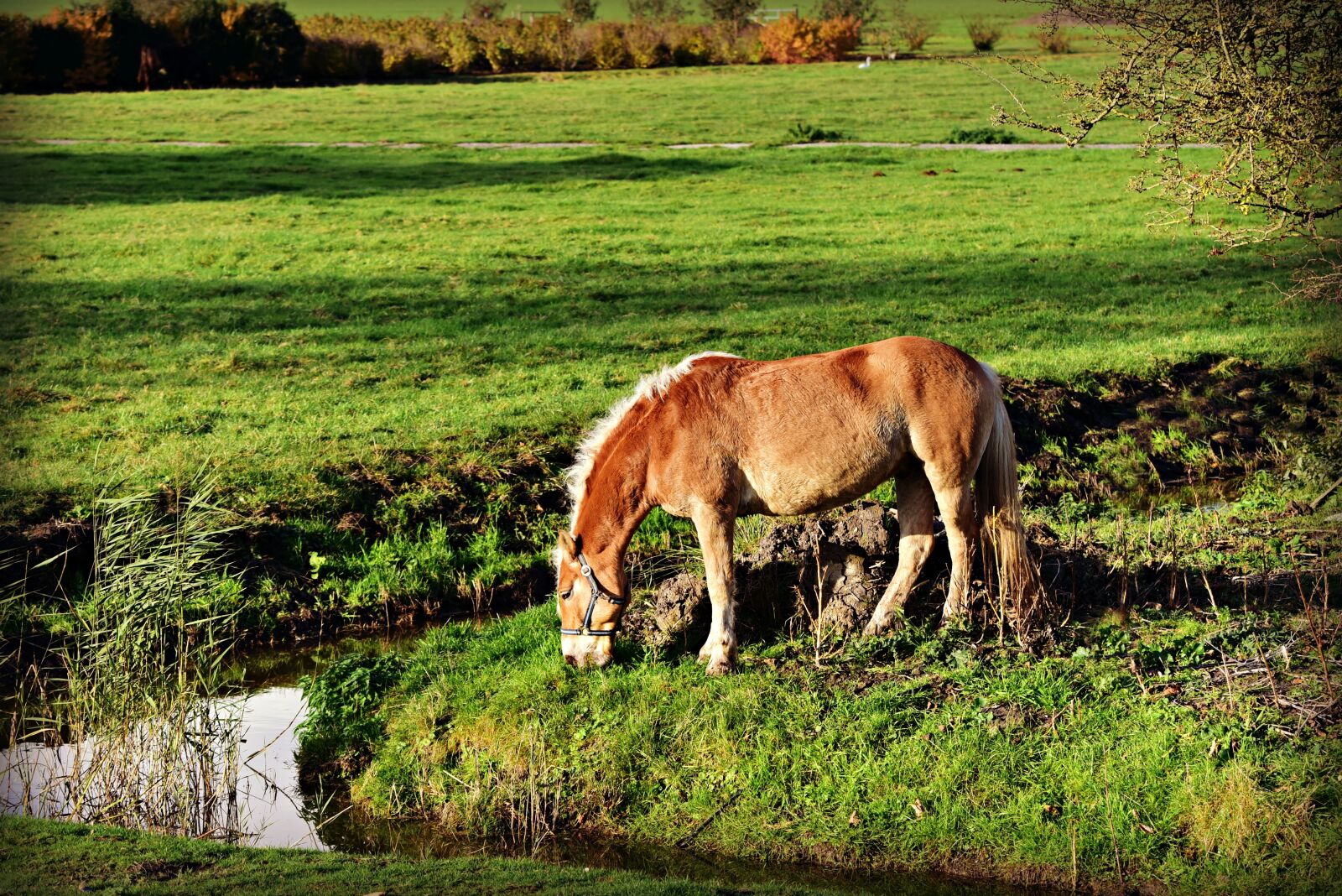 Nikon D750 sample photo. Pony, horse, animal photography