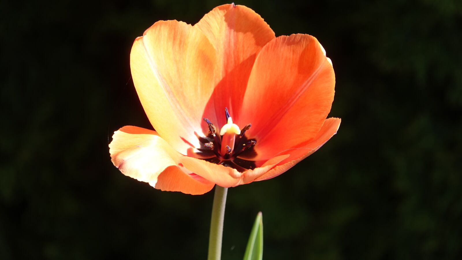 Sony Cyber-shot DSC-RX10 IV sample photo. Tulip, flower, plant photography