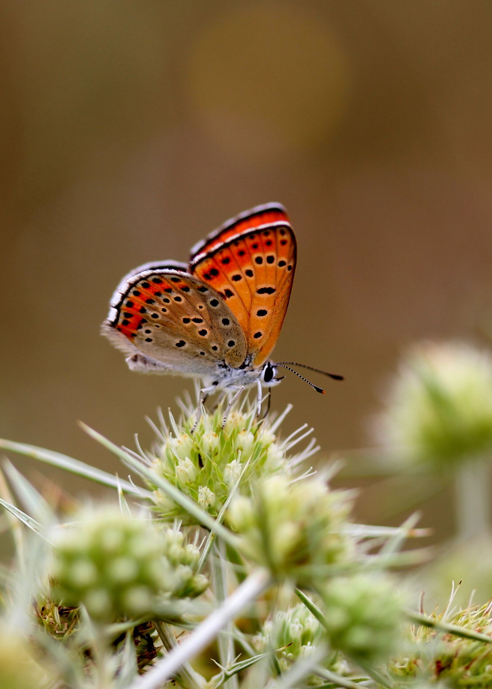 Canon EF-S 60mm F2.8 Macro USM sample photo. Butterfly, red, wings photography