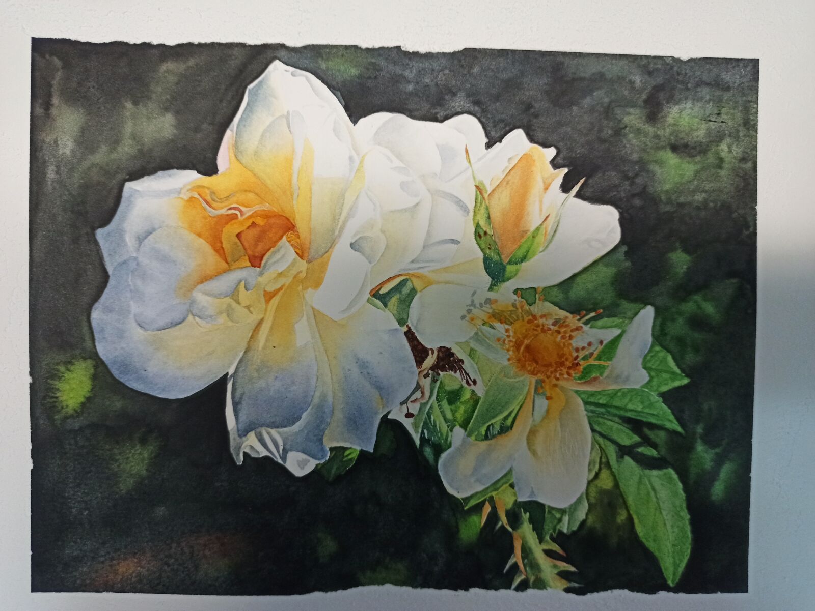 Xiaomi Redmi Note 8 Pro sample photo. Watercolor, white rose, sunshine photography