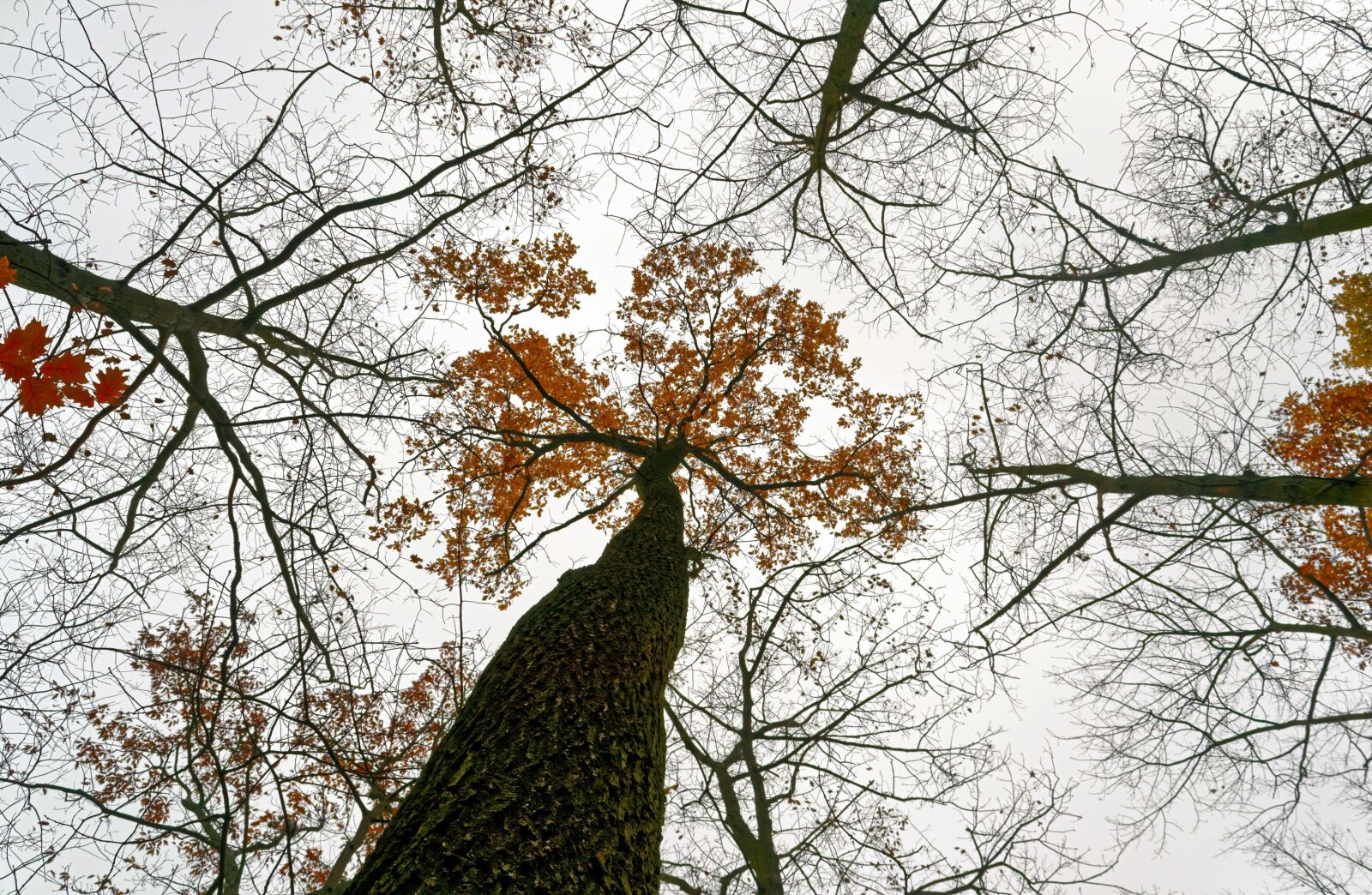 Nikon D3100 sample photo. Trees, tall, forest photography