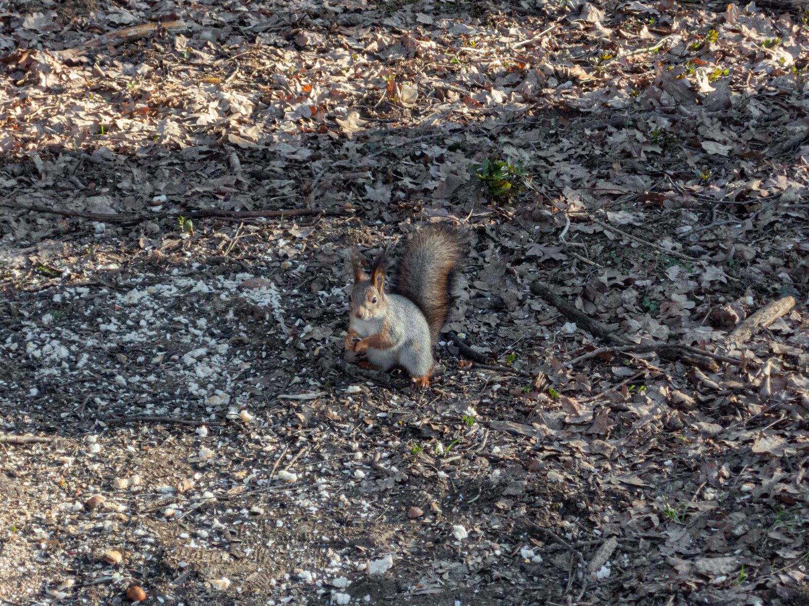 Nikon Coolpix P340 sample photo. Forest, spring, squirrel photography