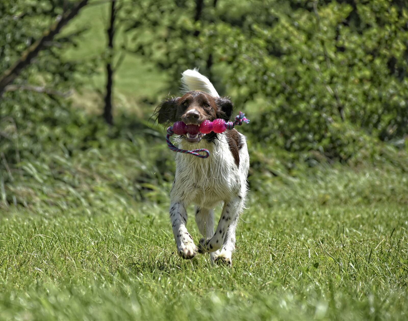 Nikon D7200 sample photo. Dog, m nsterl nder photography