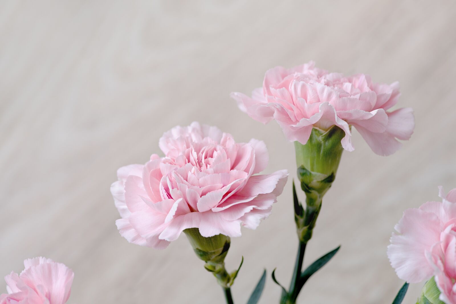 Nikon D750 sample photo. Cloves, flowers, pink photography