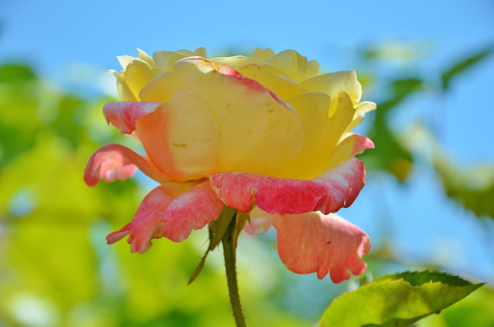 Nikon D7000 sample photo. Rose, flower, spring photography