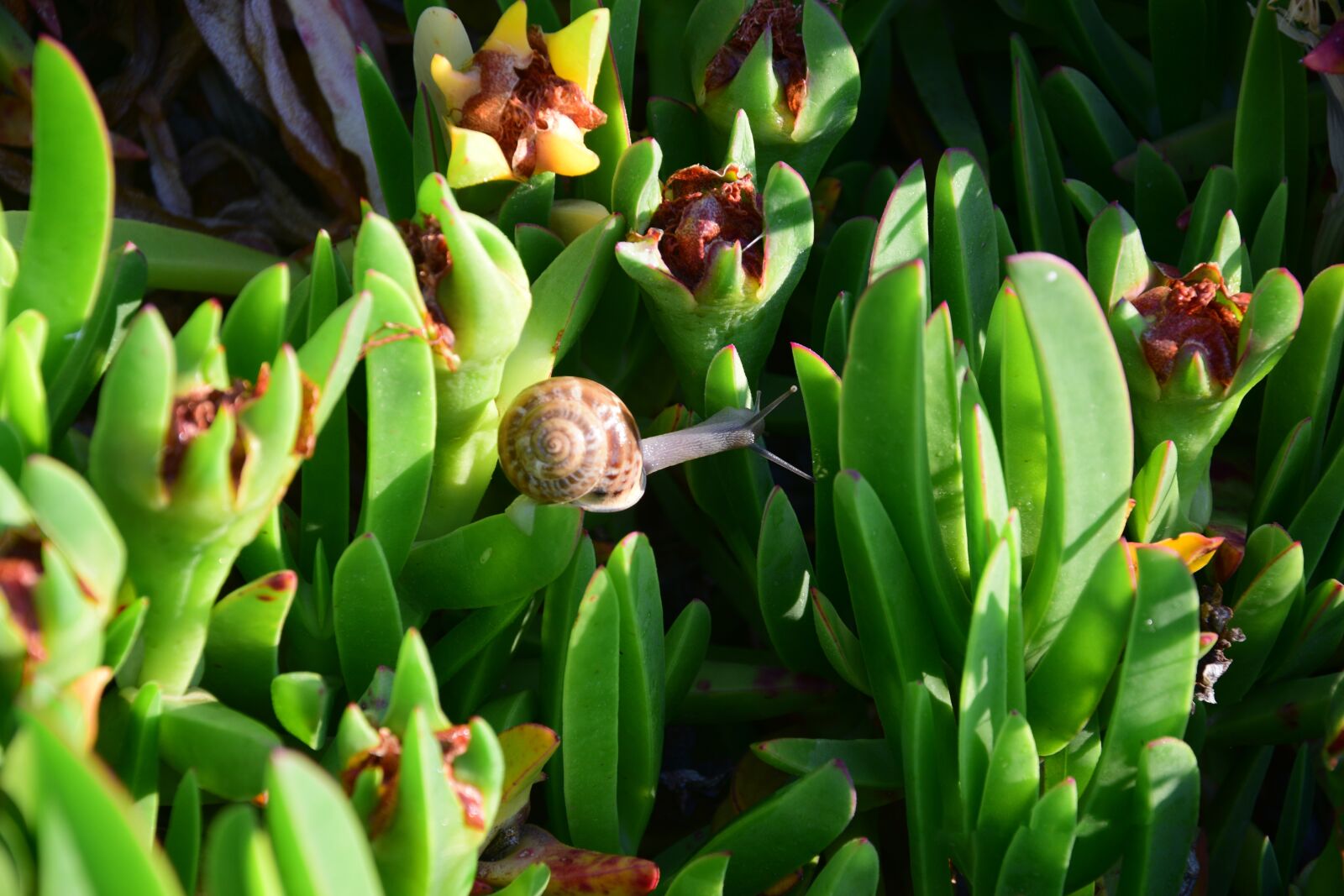 Nikon D3300 sample photo. Nature, snail, animal photography