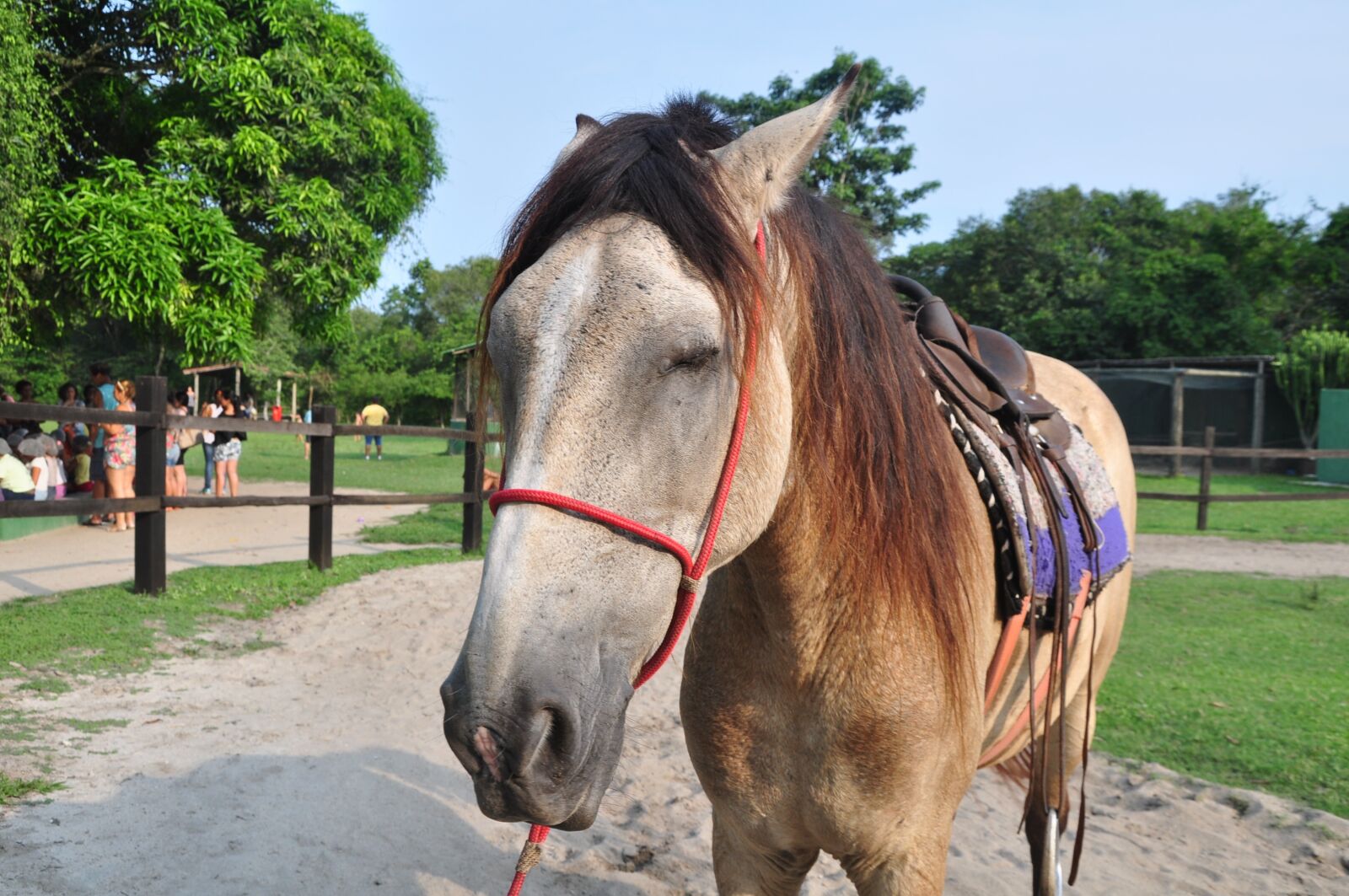 Nikon D90 sample photo. Horse, mammal, mount photography