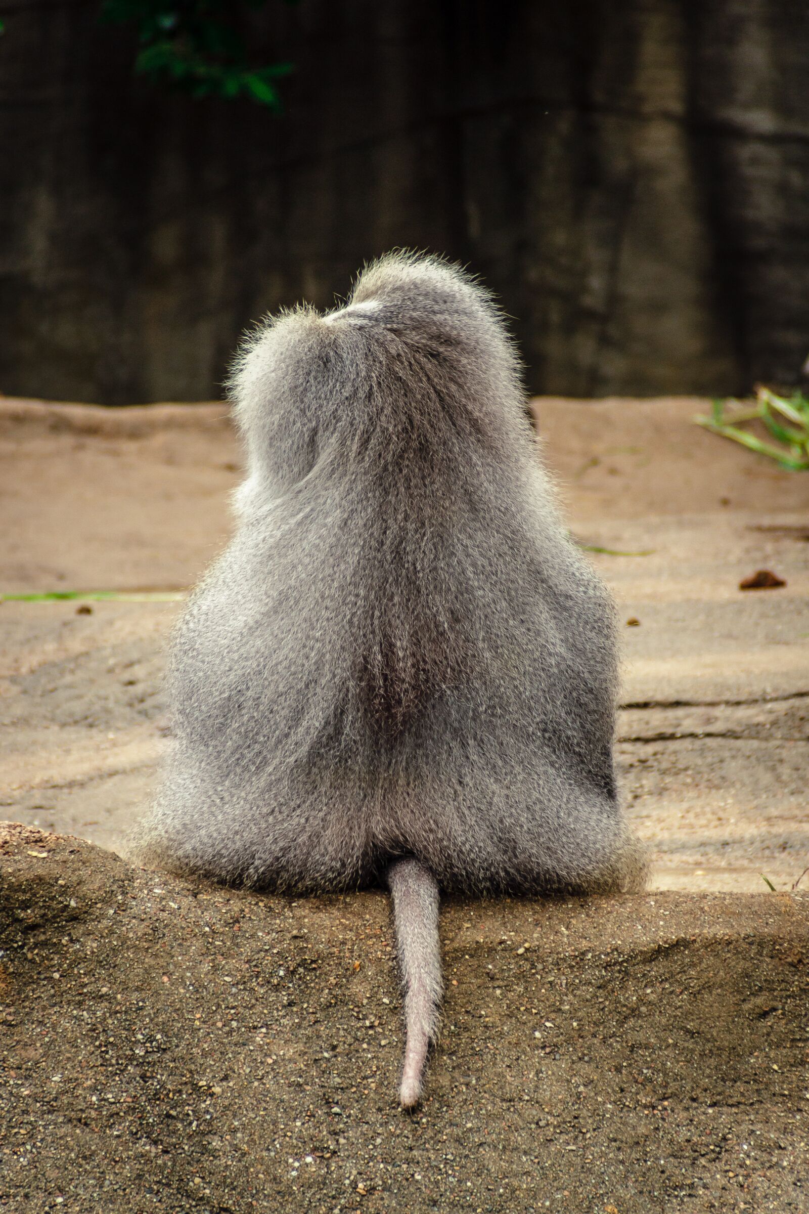 Canon EOS 7D sample photo. Baboon, papio, hamadryas photography