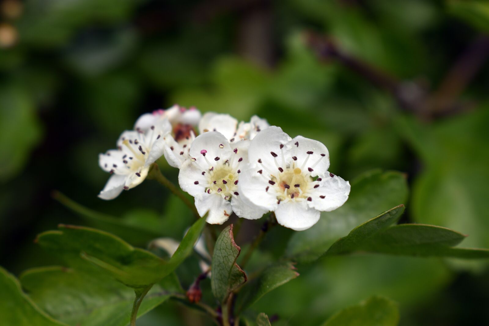 Nikon D3400 sample photo. Flower, spring, beautiful photography