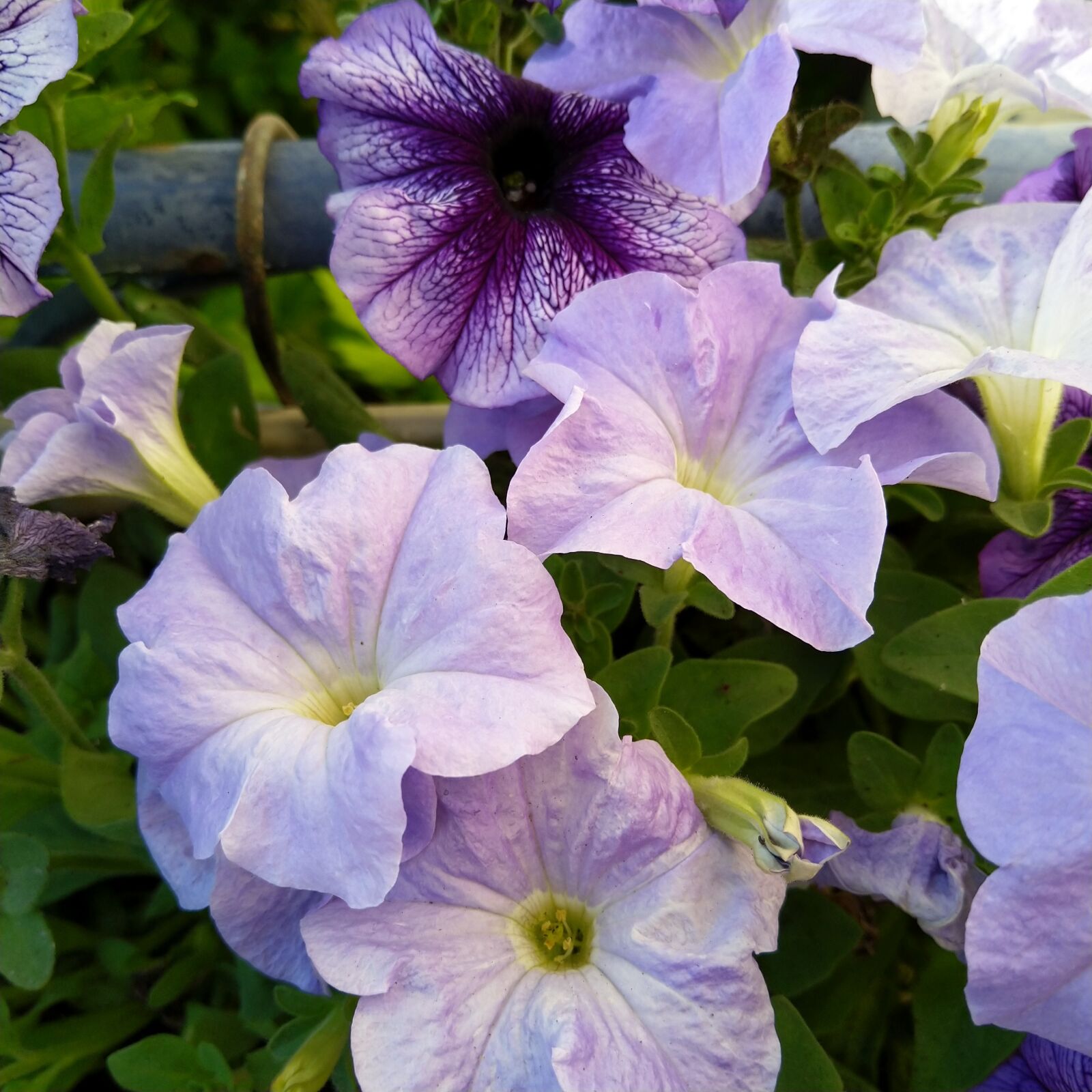 HMD Global Nokia 8 Sirocco sample photo. Petunia, purple, spring photography