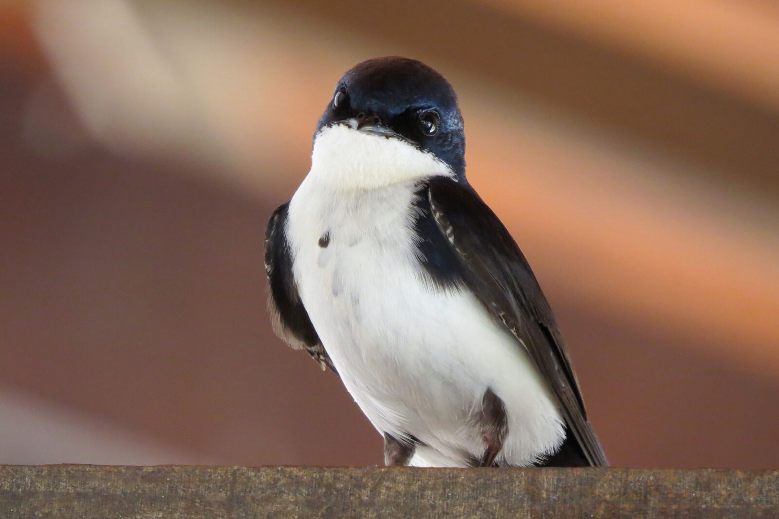 Canon PowerShot SX50 HS sample photo. Swallow, bird, bird watching photography