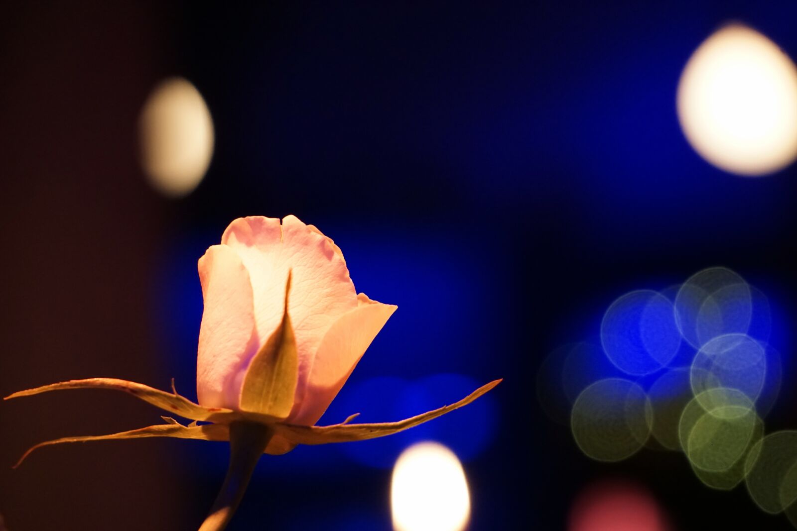 Sony E 55-210mm F4.5-6.3 OSS sample photo. Rose, bright, background photography