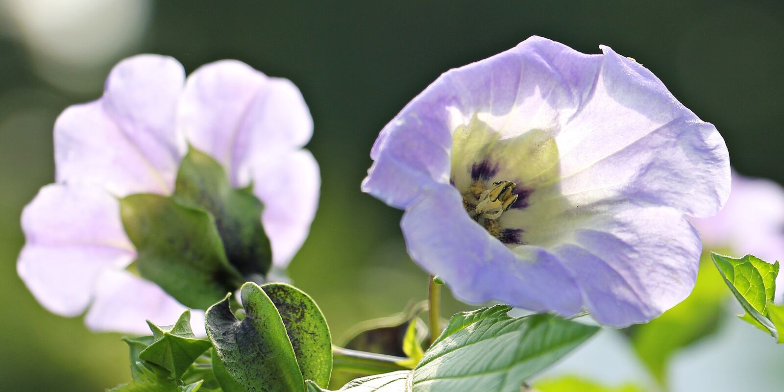 Canon EOS 550D (EOS Rebel T2i / EOS Kiss X4) sample photo. Poison berry, blue lantern photography