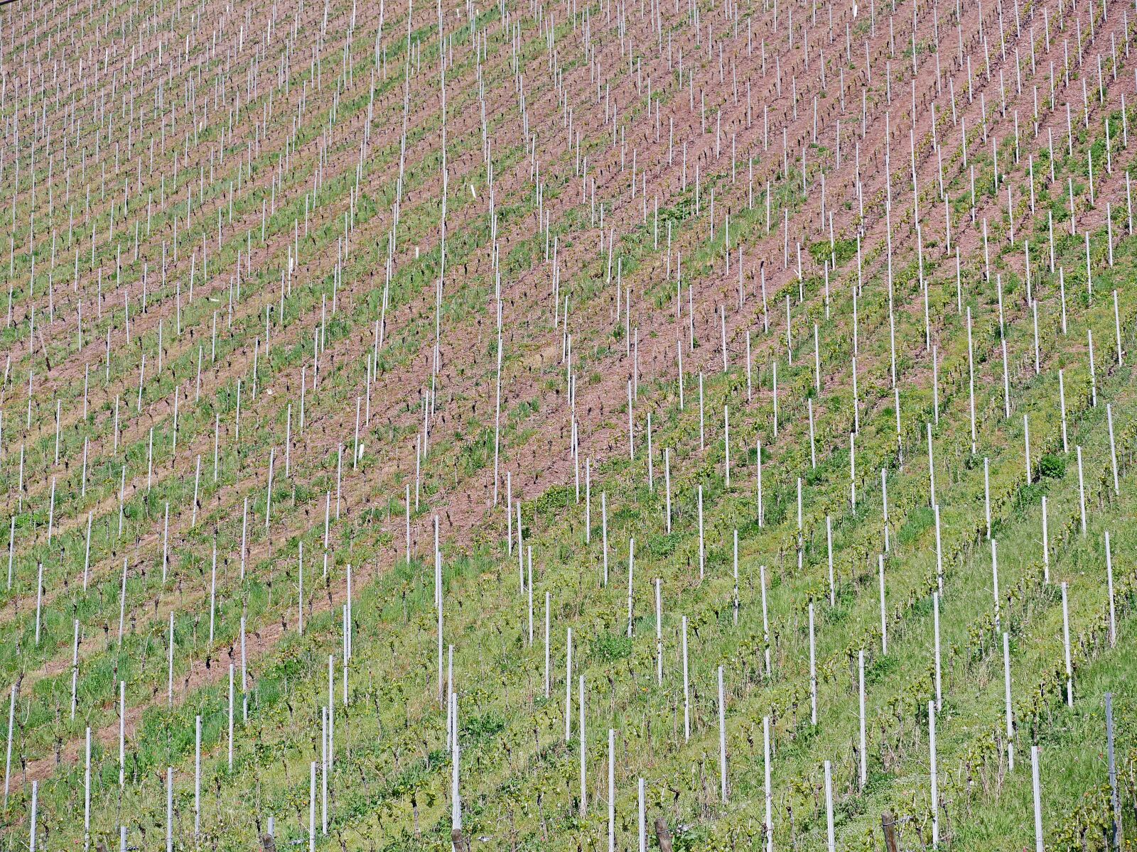 Panasonic Lumix DMC-GX8 sample photo. Background, pattern, vineyard photography