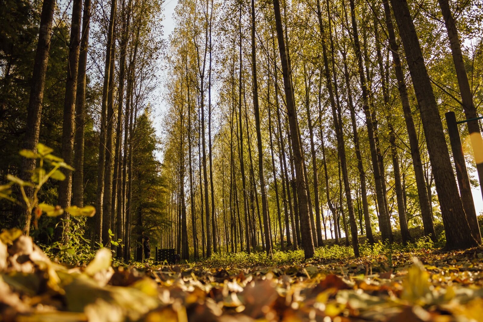 Canon EF-S 18-55mm F3.5-5.6 IS sample photo. Leaves, forest trail, ground photography