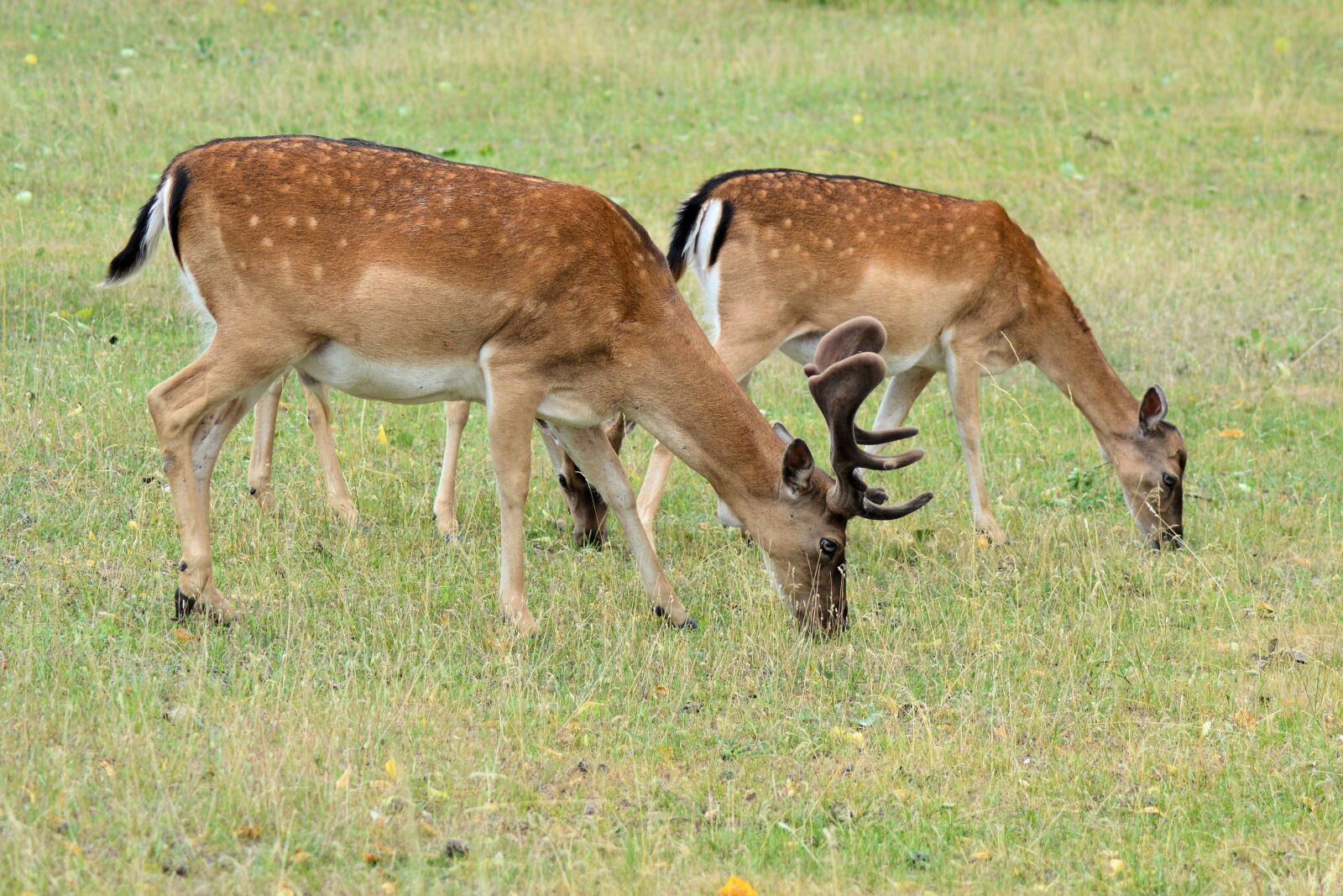 Nikon D3200 sample photo. Roe deer, hirsch, forest photography
