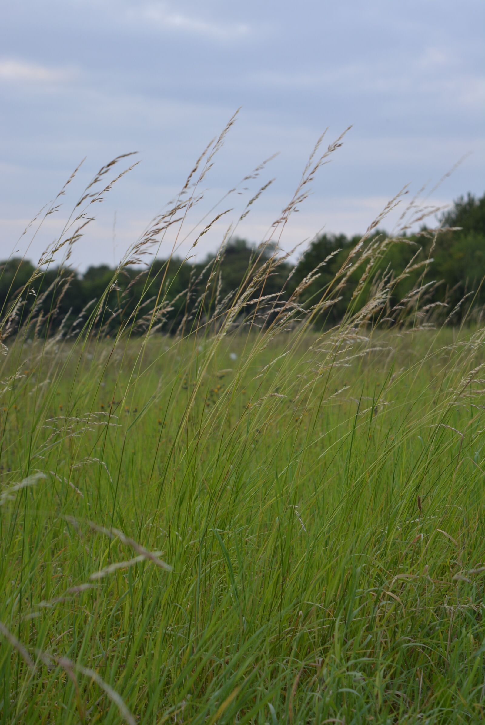 Nikon D5200 sample photo. Meadow, grass, grasses photography