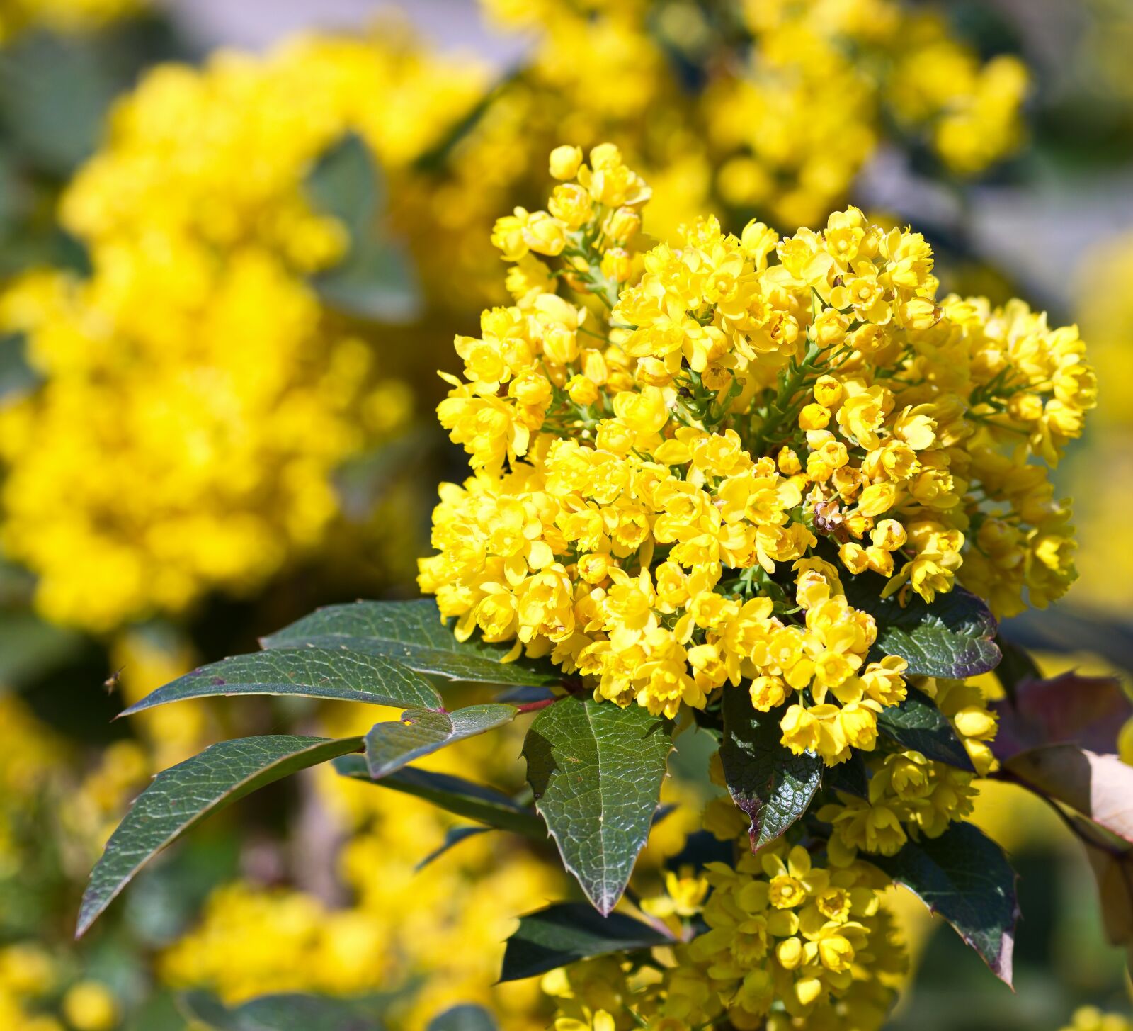 Nikon D5300 sample photo. Flowers, yellow, group photography