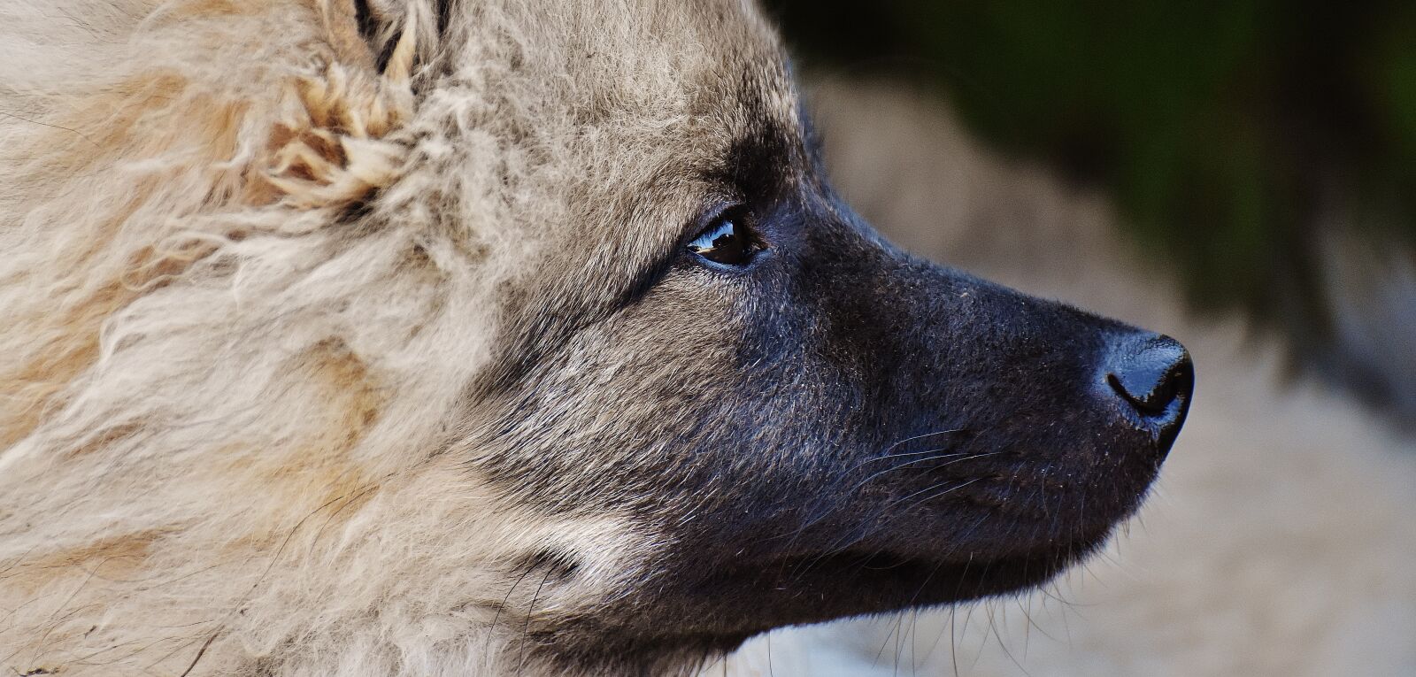 Nikon D7200 sample photo. Dog, fur, wuschelig photography