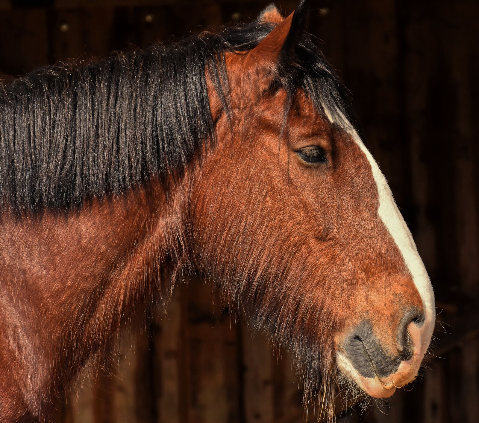 Nikon D7200 sample photo. Shire horse, horse, big photography