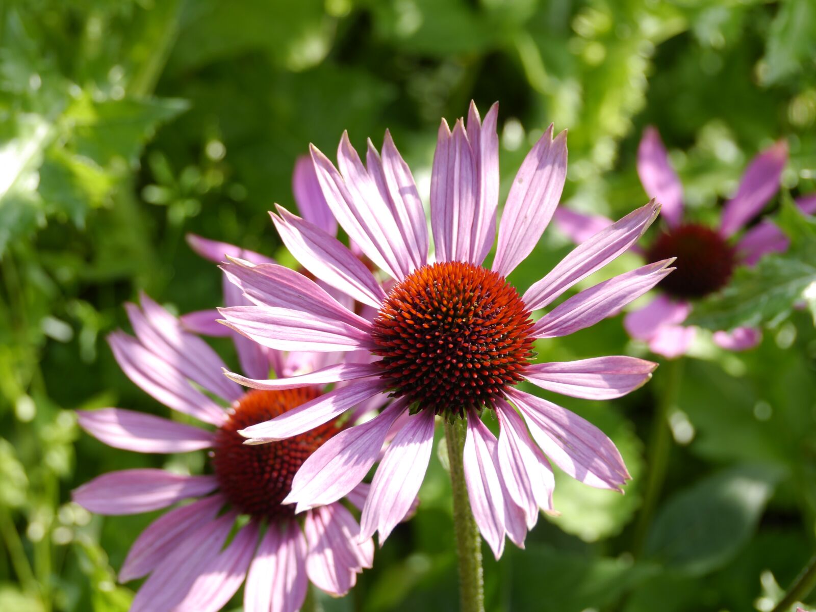 Panasonic Lumix DMC-G3 sample photo. Flower, echinacea, coneflower photography