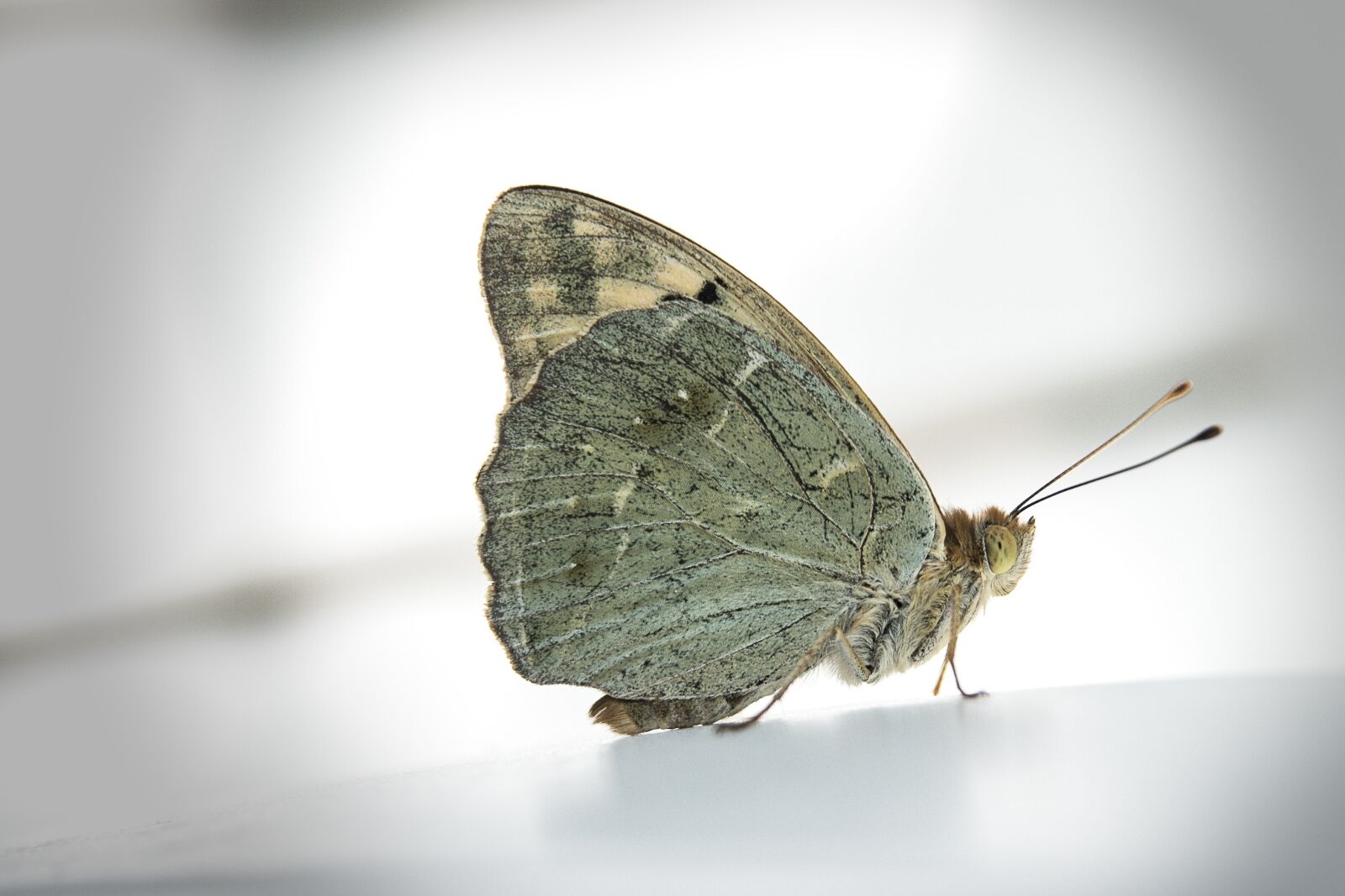 Nikon D750 sample photo. Butterfly, insect photography