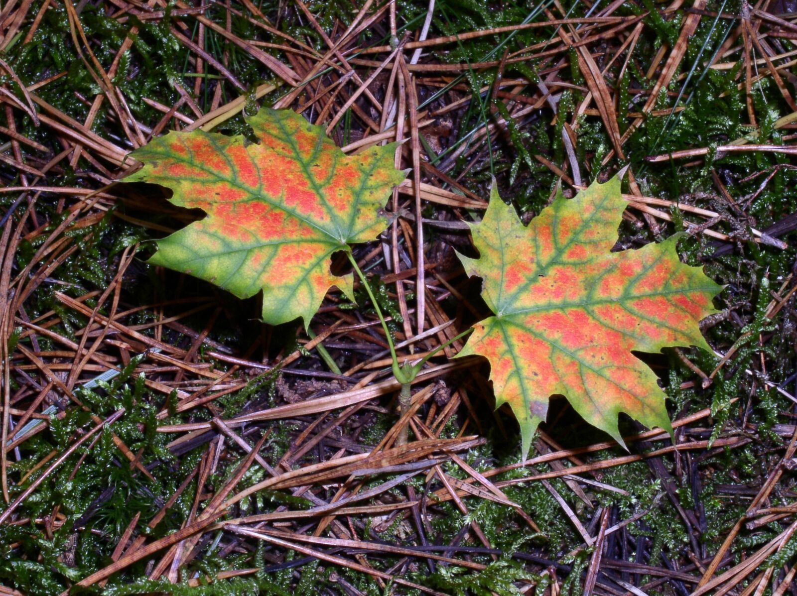 Olympus C4100Z,C4000Z sample photo. Forest, nature, mushroom picking photography