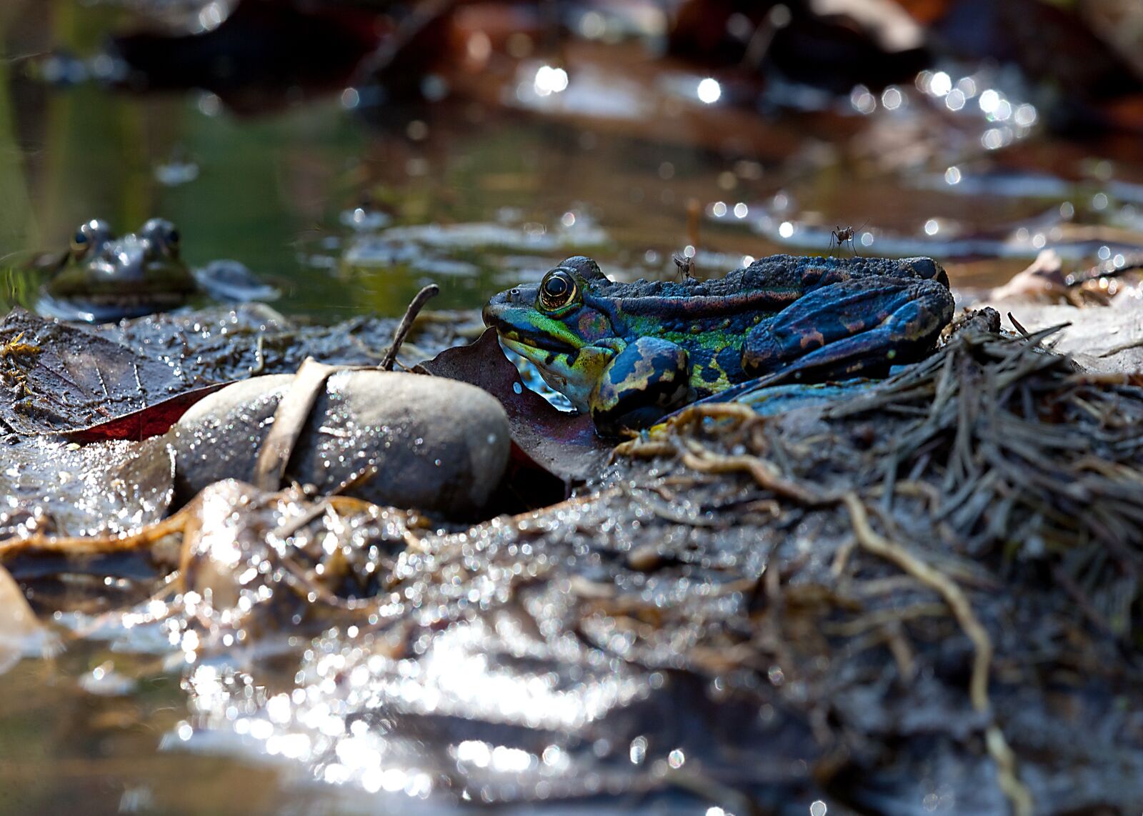 Canon EOS 5D Mark II sample photo. Frogs, mosquitoes, pond photography