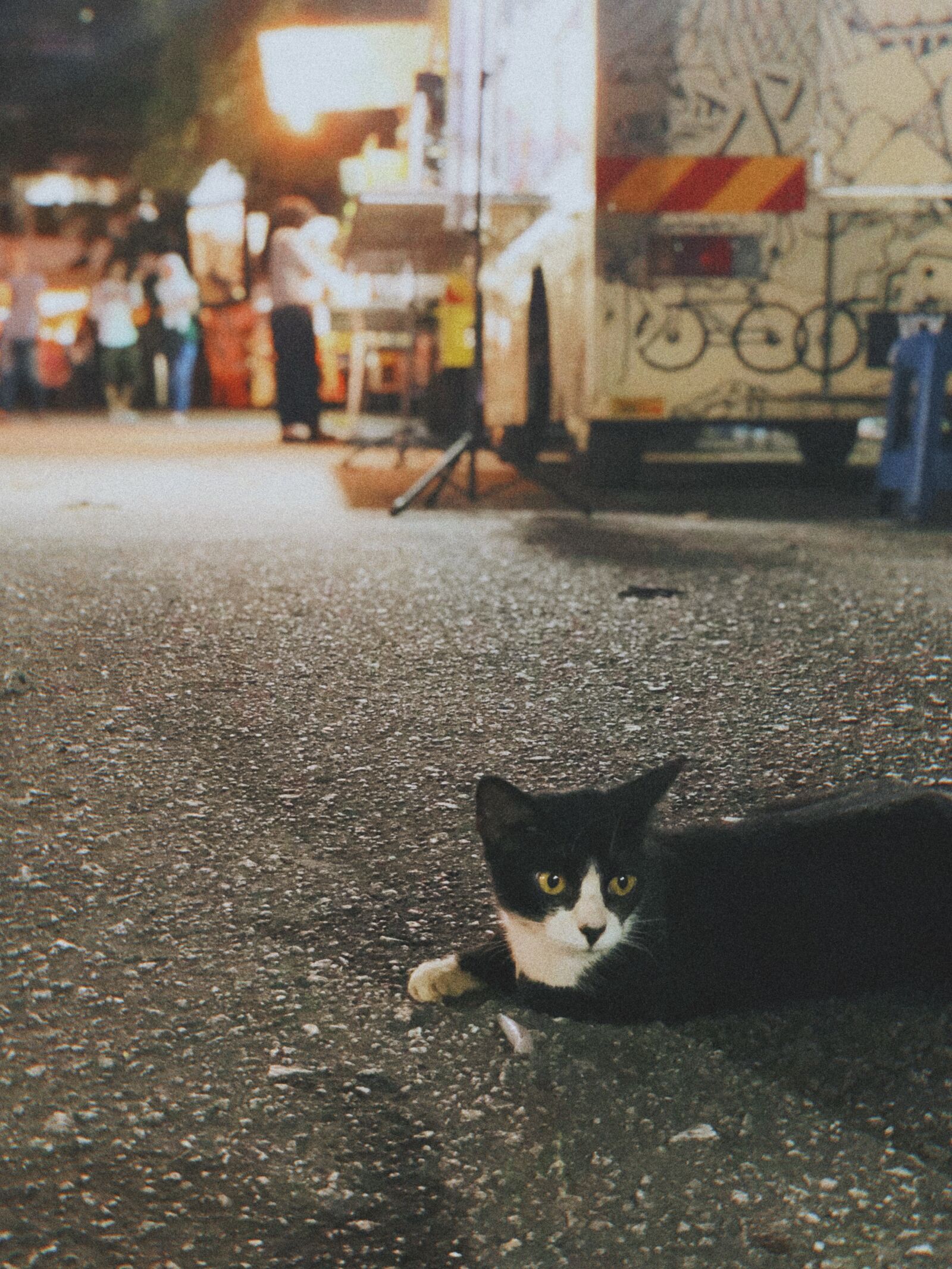 iPhone X back dual camera 6mm f/2.4 sample photo. Malaysia, cat, summer photography
