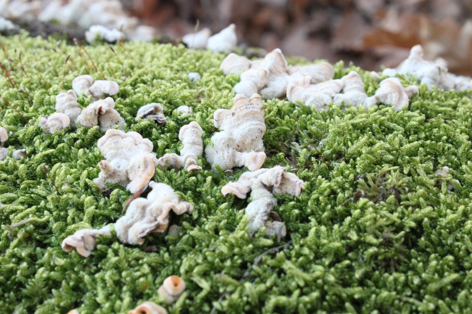 Canon EOS 500D (EOS Rebel T1i / EOS Kiss X3) sample photo. Bracket, fungi, fungus photography