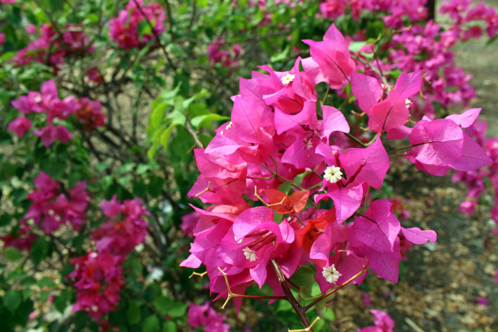 Canon EOS 700D (EOS Rebel T5i / EOS Kiss X7i) sample photo. Bouganvilla, summer, bougainvillea photography