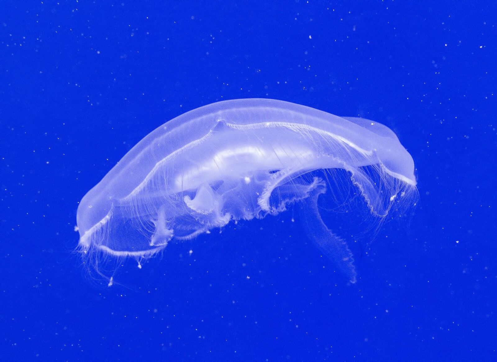 Nikon D7200 sample photo. Fish, underwater, jellyfish photography
